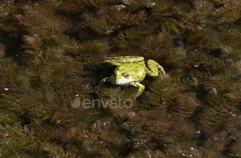 Marsh frog, Pelophylax ridibundus. A frog sits in a pond in shallow water on algae