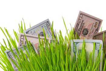 Money in grass