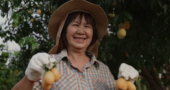 Senior Asian farmer harvesting fresh sweet yellow Marian plums or Gandaria fruit.