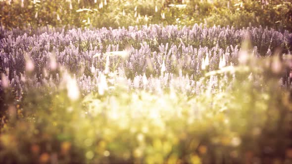 Wild Field Flowers at Summer Sunset