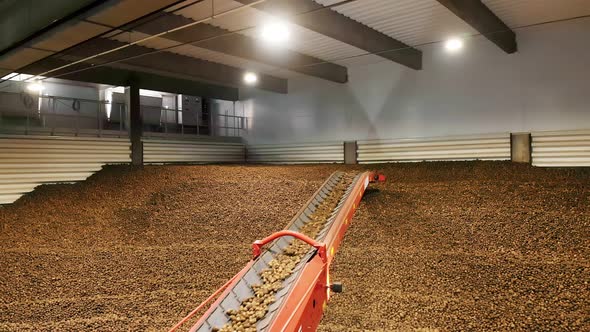 Potato Harvest in Warehouse