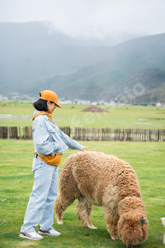 Woman feeding alpacas at farm