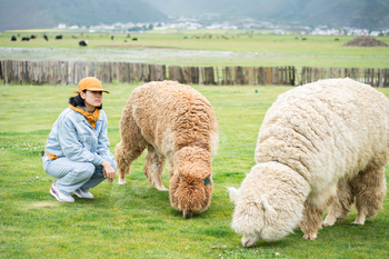 Woman feeding alpacas at farm