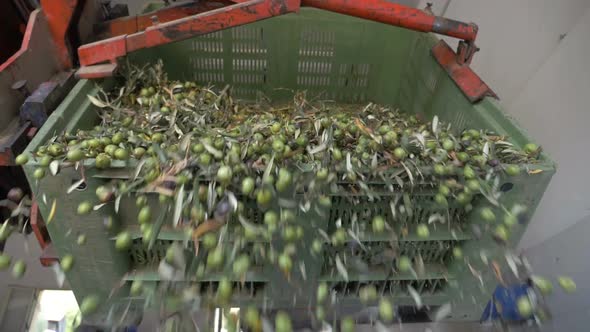 South of Italy- Olives Oil Farm- picked olives falling- slow motion