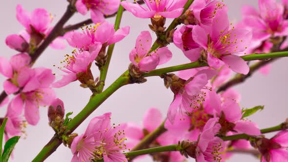 Pink Cherry Tree Flowers Blossoms