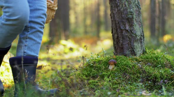 Senior Woman Picking Mushrooms in Autumn Forest