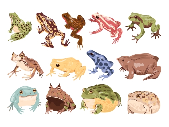 Cartoon Frog Toads