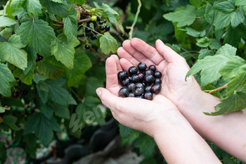 Handpicked Fresh Black Currants in Woman's Palms