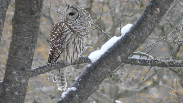 Spectacular barred owl bird shaking off tiny droplets in wild winter of Canada