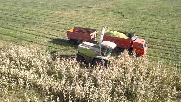 Silage Harvester Gathers Corn Stems Pours Mass Into Truck