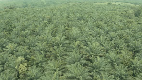 Aerial view of a palm oil plantation showing many, still young, oil palm trees