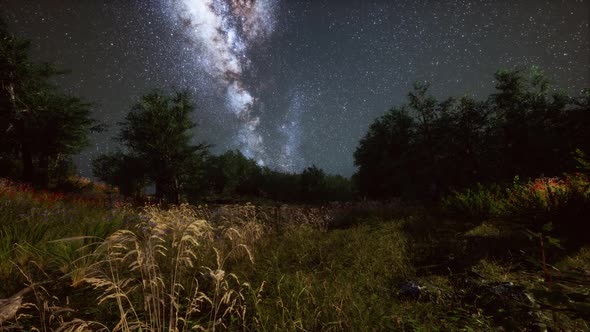 Green Trees Woods In Park Under Night Starry Sky