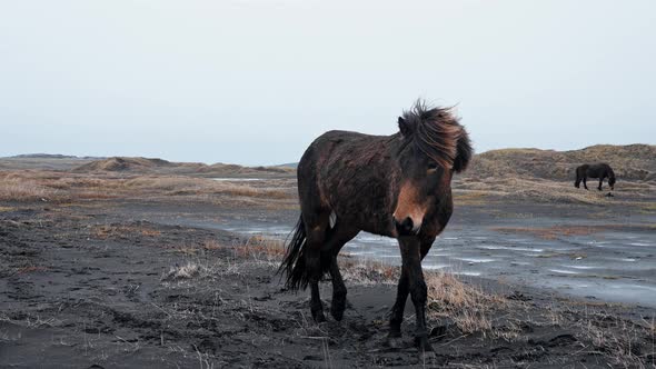 Closeup View of Icelandic Horses Standing on Grassy Field