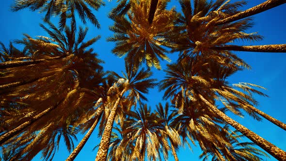 Coconut Palm Trees on Blue Sky