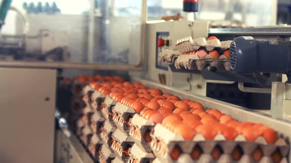 Eggs cartons moving on the production line