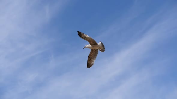 Seagull in Flight Against the Blue Sky