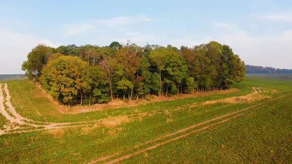 green autumn trees and fields fly over