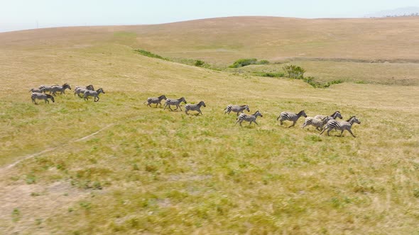Slow Motion Aerial View of Small Herd of Wild Zebras Running Out on Green Meadow