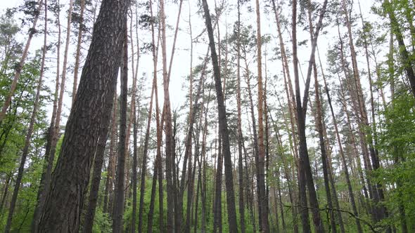 Wild Forest Landscape on a Summer Day