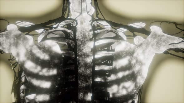 Human Skeleton Bones Scan Glowing alt