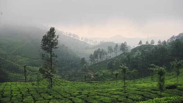 Landscape mountain view of tea plantations, on a foggy day, Munnar, India, at dusk