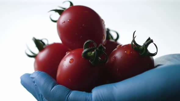 Close Up of the Red Mature Tomatoes Being Held in Hands on White Background. Medical Glove, Concept
