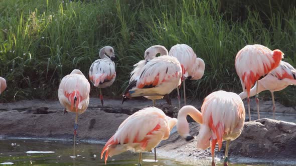 Flamingos in small pond grooming themselves