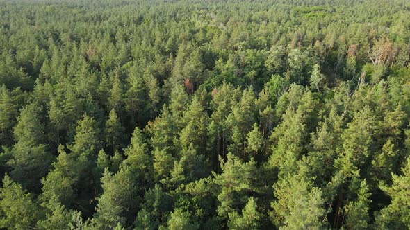 Trees in the Forest Aerial View. Slow Motion