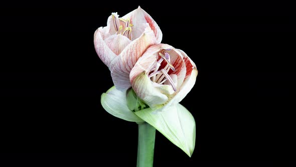 Red Hippeastrum Opens Flowers in Time Lapse on a Black Background