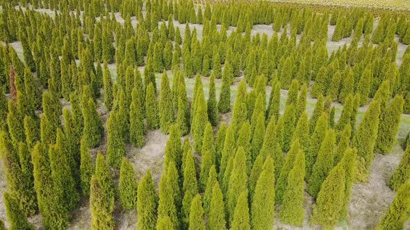 Aerial View Thuja Seedlings Grown on an Industrial Scale