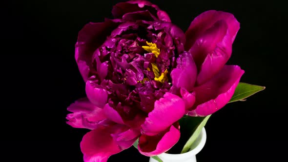 Beautiful purple peony flower blooming in time lapse