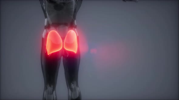 Gluteus Maximus - Leg Muscles Anatomy Animation