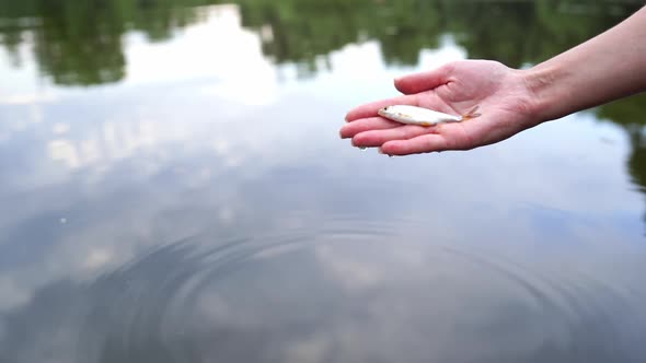 Small river fish breathing quickly on palm on the water background. Hand holding fish