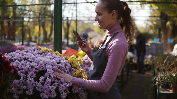 Young Female Gardener Taking Picture of Chrysanthemum with Smartphone in Greenhouse