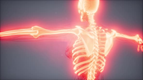 Transparent Human Body with Visible Bones