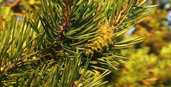 Young Green Pine Cone
