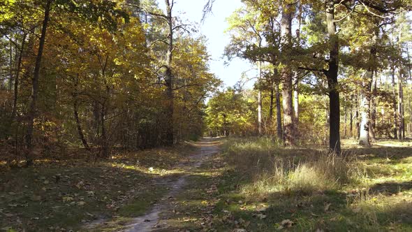 Forest with Trees in an Autumn Day