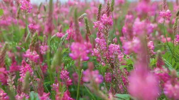 Camera Moves Through Field with Summer Pink Wild Flowers