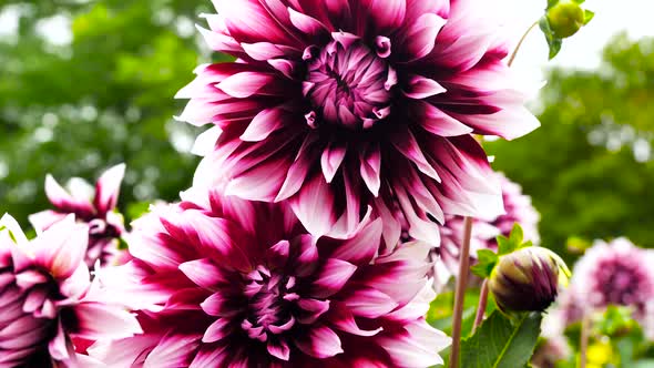 Violet dahlias on a blurred green background