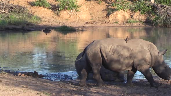 Resting rhino gets up from ground as calf walks past by edge of water