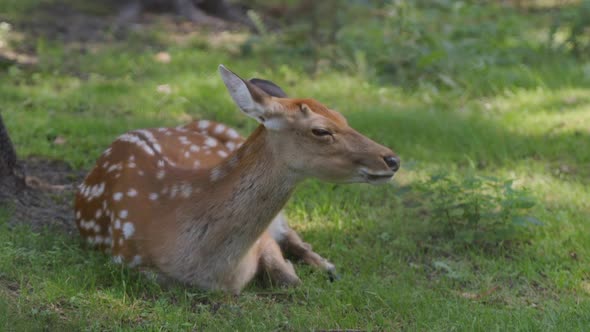 Dappled Deer Rests On A Grass