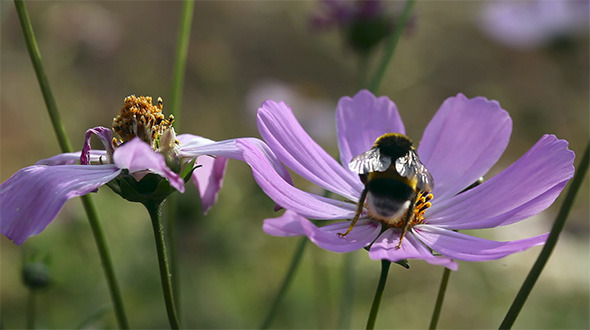 Bumblebee At Work