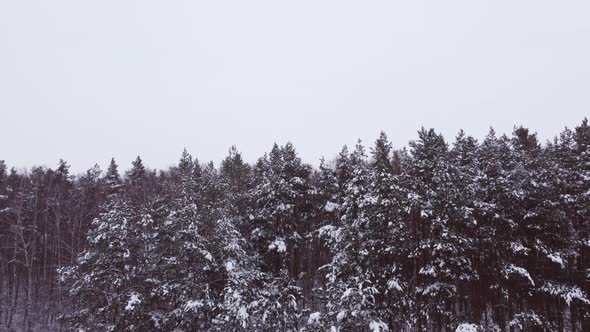 Aerial Footage of the Winter Forest