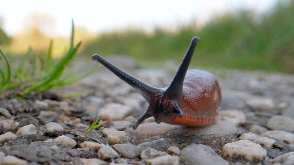 Close up of slowly crawling Red Slug on stony ground in wilderness - Details shot with bokeh effect