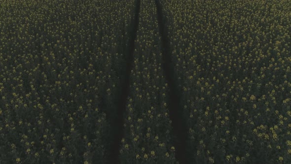 Yellow Flowers On A Field With Drone At Sunset