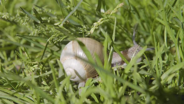 Snail On The Grass 3