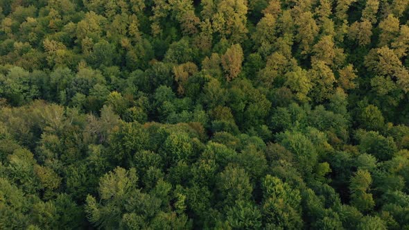 Aerial View of Forest