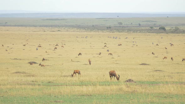 Topis and zebras grazing in Africa