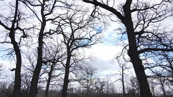 Forest with Trees Without Leaves During the Day