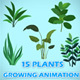 15 Growing Plants Animation Pack - VideoHive Item for Sale